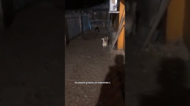 🐶Хорошее завершение истории! #животные #собака #дрессировка #питомец#кокерспаниель #кролик #мило смотреть онлайн