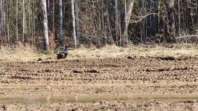 Глухарь смотреть онлайн