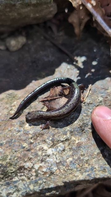 Peaks of Otter Salamander | 2024 Year List смотреть онлайн