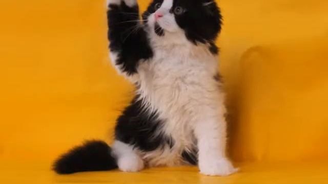 MajestyCats Bicolor scottish смотреть онлайн