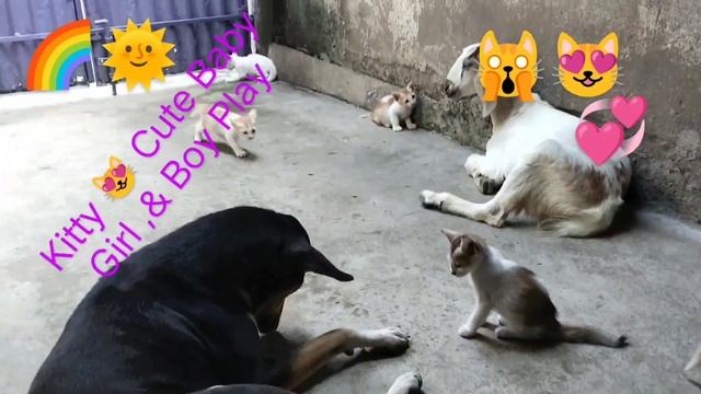 ,@Cute, Baby 🍼 Kitty 🐈 play with Goat &Dog 🐕 all friend ❤️👌🏿😍💯 Happy 😁 vlog 1 смотреть онлайн