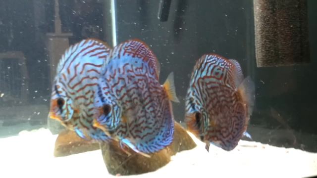 Forrest giant blue discus 4.5" смотреть онлайн