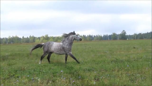 самый счастливый конь смотреть онлайн