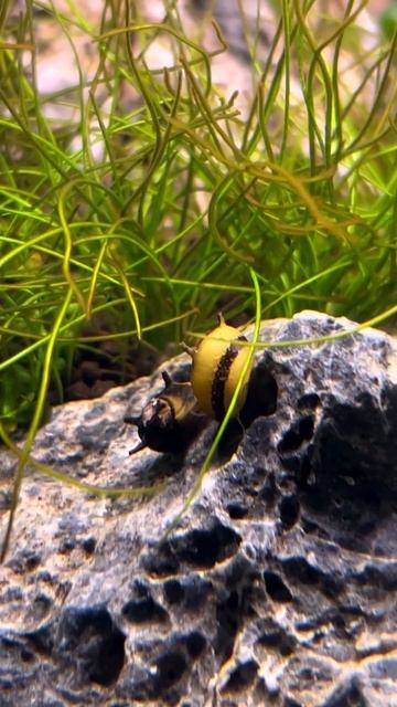 Freshwater and Brackish water snail - Clithon Corona #shorts #aquariumfish #videos смотреть онлайн