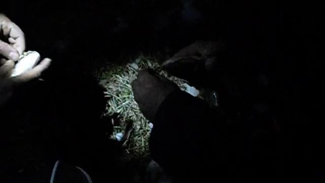 НОЧЬЮ ПРОВЕРЯЕМ УДОЧКИ смотреть онлайн