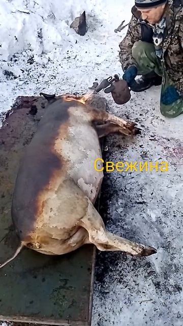 Режим кабана 6 месяцев ему смотреть онлайн