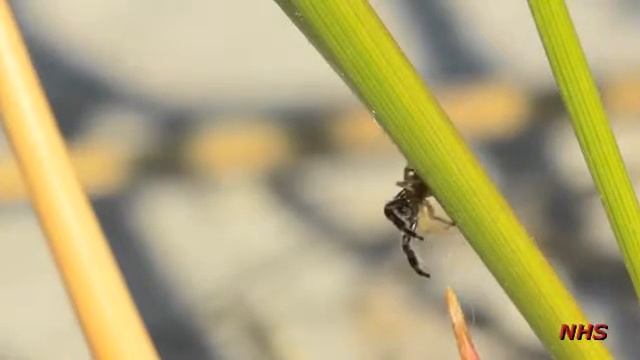 Marpissa pikei - Jumping Spider смотреть онлайн