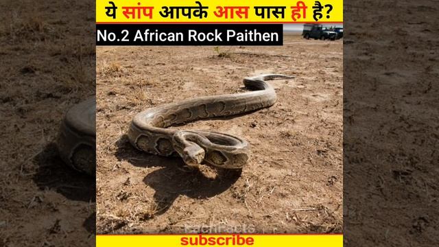 इस सांप के आगे आपका घर भी छोटा है?#shorts #viral #youtubeshorts #facts #gk #trending #eachfacts смотреть онлайн