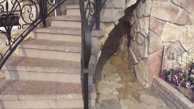 Коза пришла в гости... к собакам смотреть онлайн