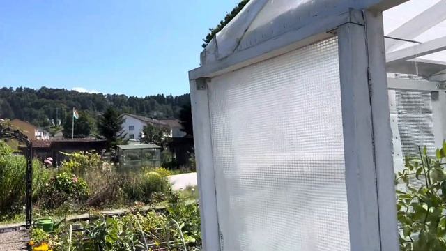 КАКОЙ УРОЖАЙ 🍅 СОБРАЛА В О.Г НА 6 августа 🍅👩🌾 смотреть онлайн