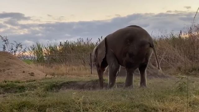 Khanyisa's morning of eating, weighing-in & sand-showering смотреть онлайн