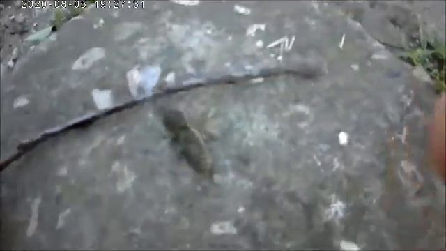Медведка смотреть онлайн