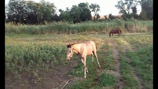 Жеребёнку 4 месяца