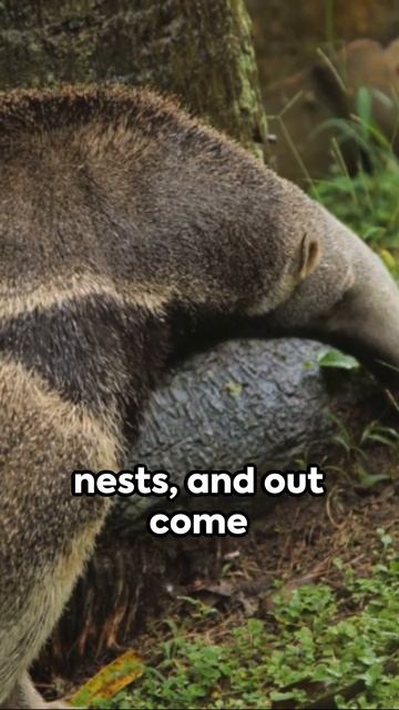 All you need to know about ANTEATER! #shorts #anteater #ant #sciencefacts #kidslearning #shorts смотреть онлайн