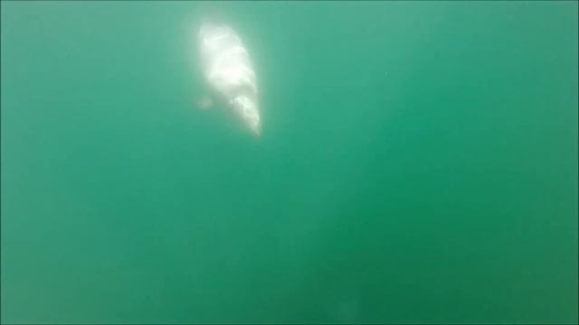 Hector's Dolphins смотреть онлайн