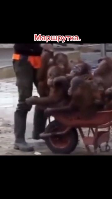 Маршрутка | Прикол с обезьянами | Прикольная озвучка смотреть онлайн