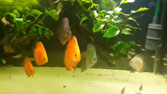 500 Lts discus смотреть онлайн