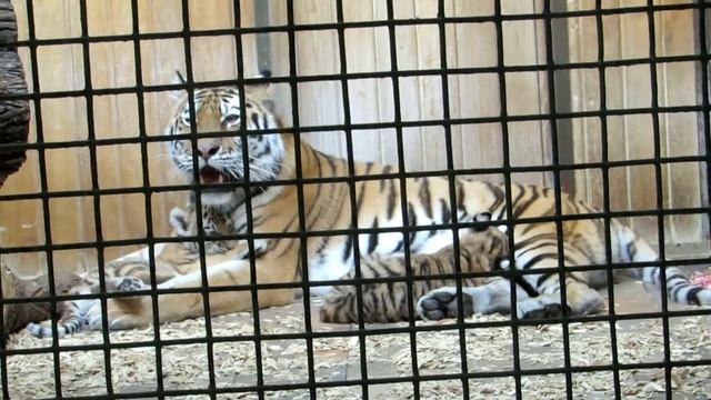 Tiger Mama Aurora mit 2 ihrer Babys смотреть онлайн