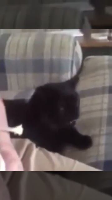 Орущие коты смотреть онлайн
