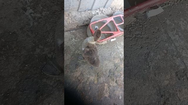 сколько утят от одной утки, от 4х уток 55 утят. смотреть онлайн