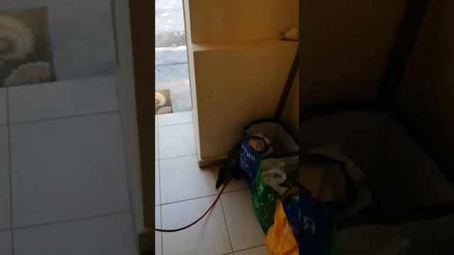 Малкият пор на Природонаучния музей на разходка в коридора и парка. смотреть онлайн