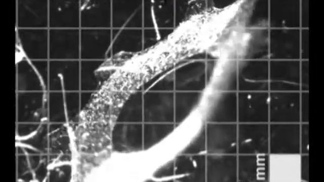Failure of a biomimetic Medusoid design to propel itself (nbt.2269-S3) смотреть онлайн