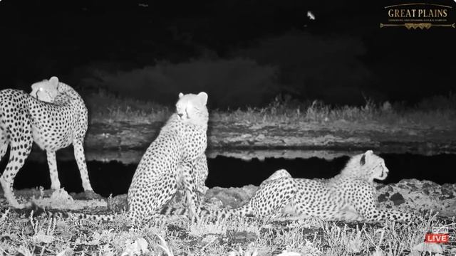 Cheetah family at Ol Donyo. africamLIVE 10 March 2024 смотреть онлайн