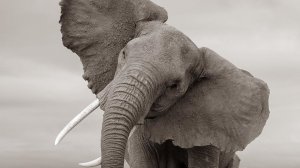 Ответ соседям. Топот три часа.