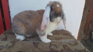 Ремонтная самка Французский баран