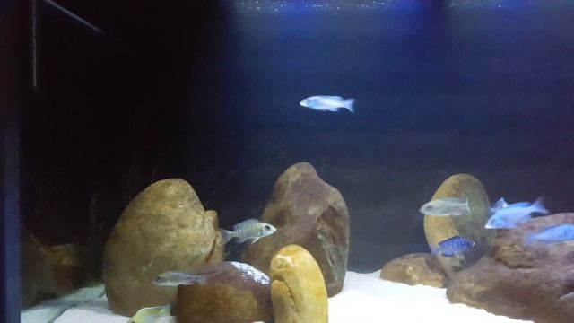 Aulonocara Baenschi and Placidochromis Phenochilus Mdoka смотреть онлайн