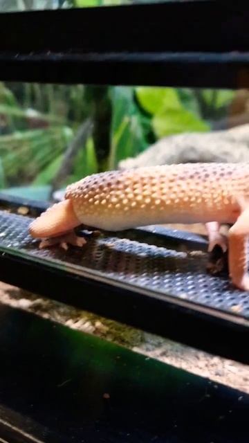 Electric gecko #shorts #realenglish #english #gecko #electricgecko #ireland #dublin #irlanda #pets смотреть онлайн