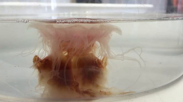 Lion's mane - Cyanea rosea jellyfish movements смотреть онлайн