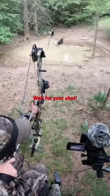 Bow hunting Hogs.(p2) #shorts смотреть онлайн