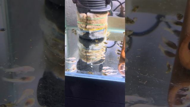 Малёк￼ скалярии спустя 2,5 недели ￼ смотреть онлайн