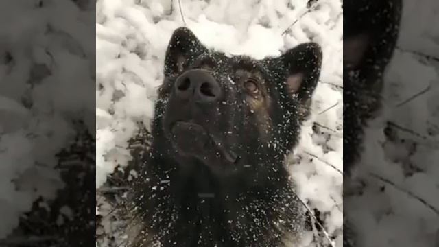 Black german shepherd. Немецкая овчарка черная. Наслаждаемся первым снегом! смотреть онлайн