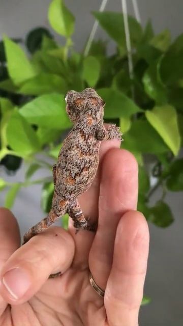 геккон #shorts смотреть онлайн