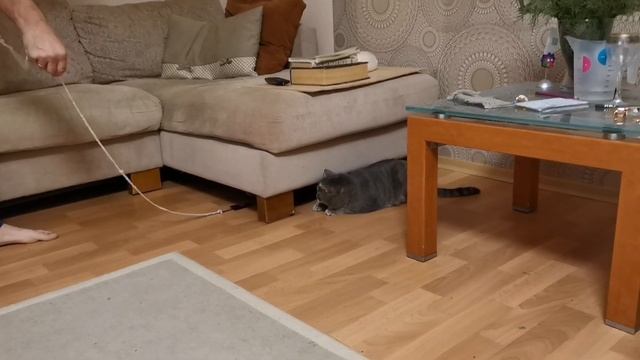 Игривые котики Кеша и Ириска 🐱 смотреть онлайн