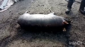 Как живут в русской деревне. Резали поросёнка/купили сено...