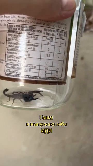Отпускаю скорпиона 🥹🥹🥹 #животные #скорпионы #стамбул #турция смотреть онлайн