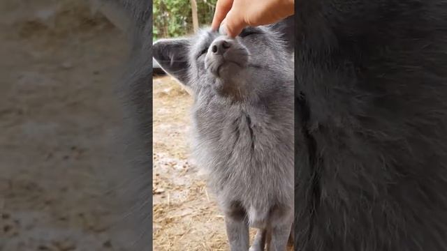 Ручная лиса смотреть онлайн