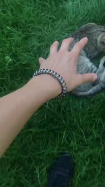 Нашло и Спас Бездомного Кота!!! #shorts смотреть онлайн