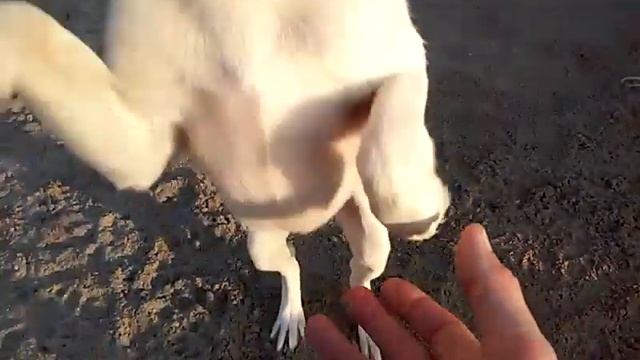 Толи не воля смотреть онлайн