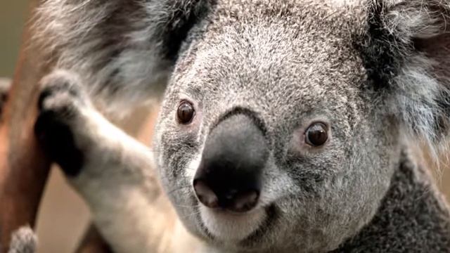 Koala bear смотреть онлайн