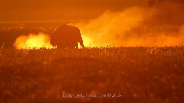 European BISON FIGHT смотреть онлайн