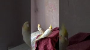 КОРЕЛЛА РАЗГОВАРИВАЕТ