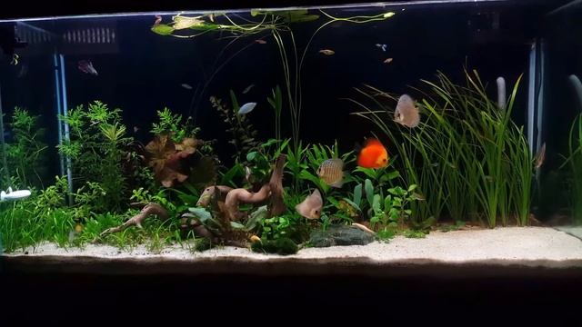DISCUS FISH IN COMMUNITY PLANTED AQUARIUM смотреть онлайн