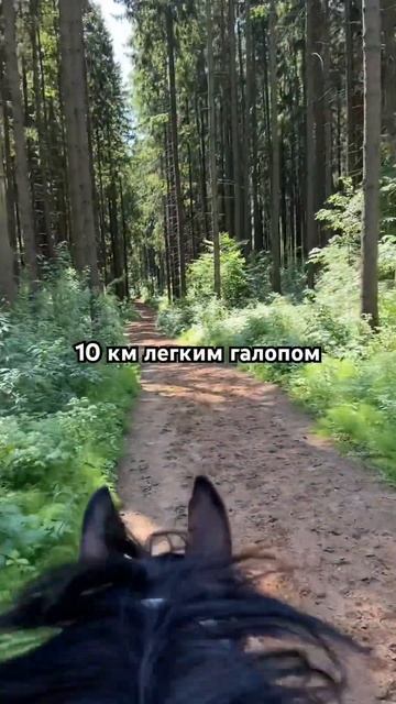 #лошади #horses #endurance #арабская смотреть онлайн