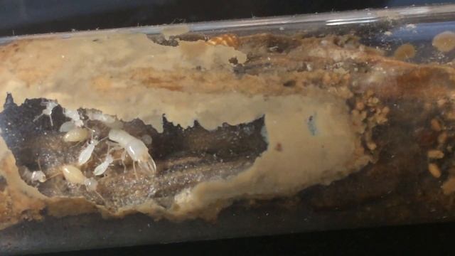 Zootermopsis angusticollis presoldier! [March/09/2018] смотреть онлайн