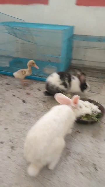 kelinci 🐰 bebek 🦆 monyet 🐒 makan bersama part 1 смотреть онлайн