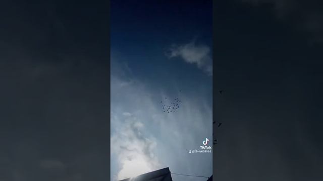 полет голубец смотреть онлайн